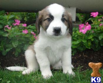 Tawny - St Bernard Female